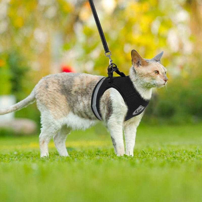 Colete Regulável e Super Confortável para Cães e Gatos